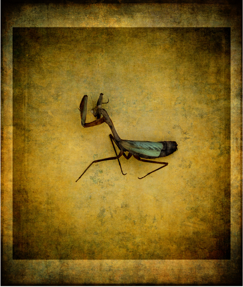 Magic Mantis