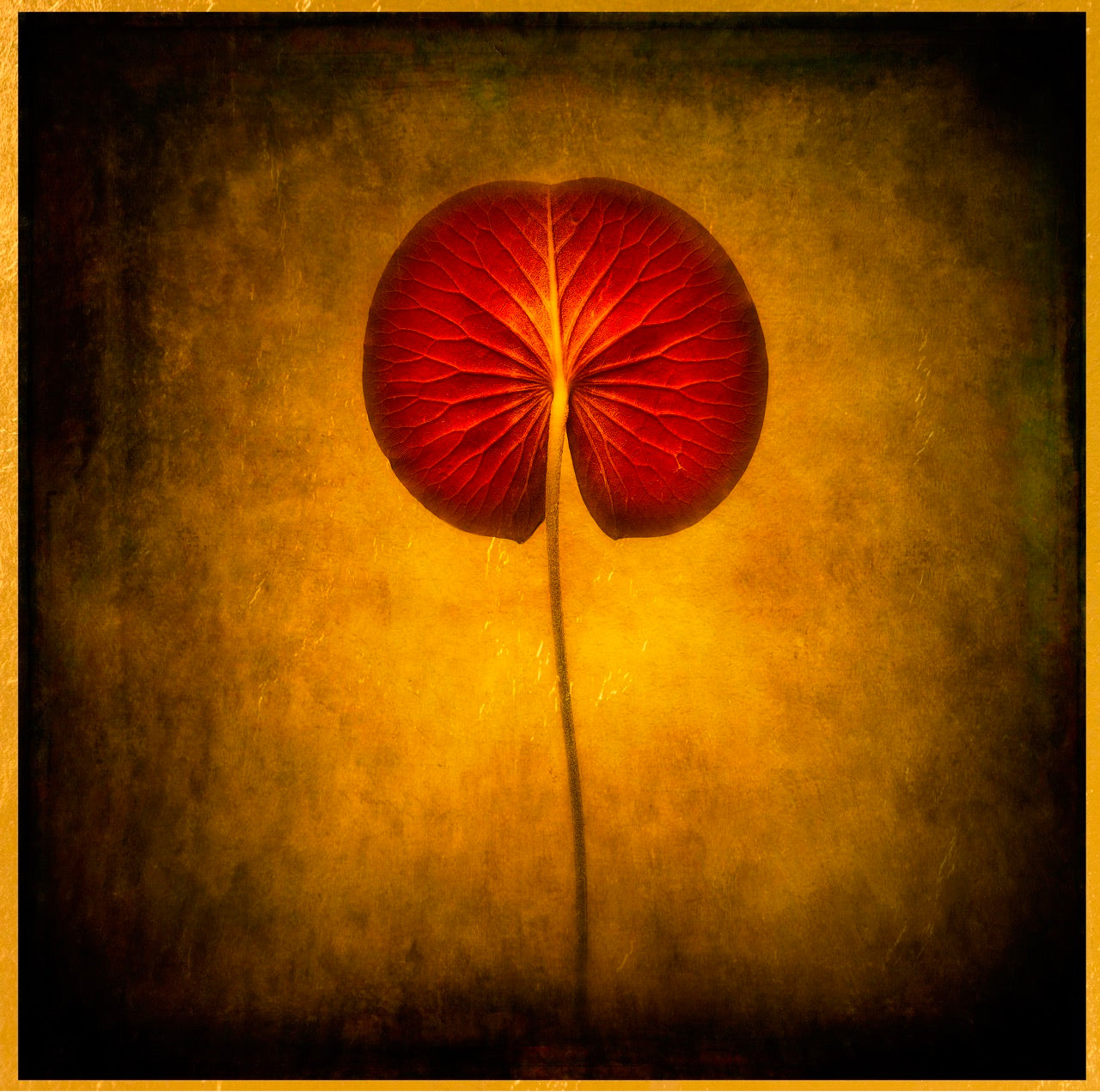 Water Lily