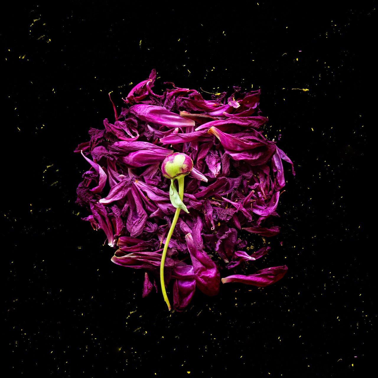 Rusty Yates Fine Art Photography — Limited Editions of 10